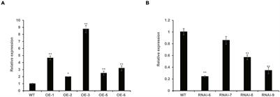 Nucleoredoxin Gene TaNRX1 Positively Regulates Drought Tolerance in Transgenic Wheat (Triticum aestivum L.)